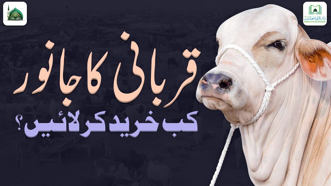 Qurbani Ka Janwar Kab Khareed Kar Layen